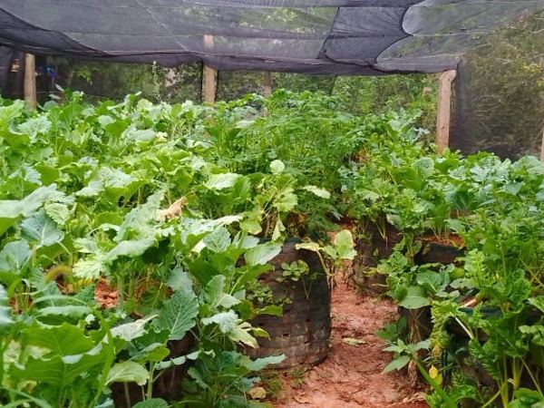 Cone gardens under a shade net, protected from harsh sun.