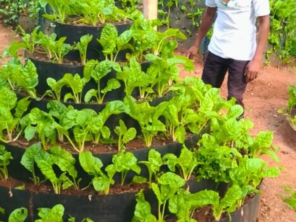 Cone garden: your own vegetable garden in a very small space.