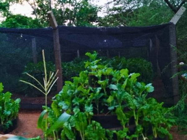 Cone gardens in a home-made shade house.