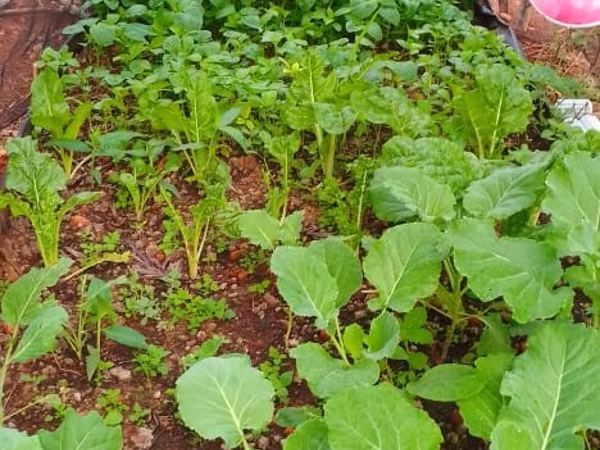 A productive moist bed garden.