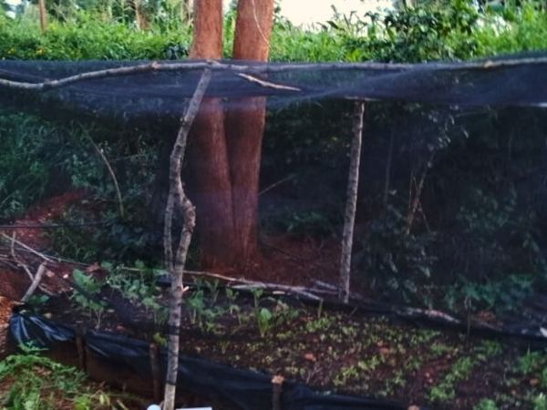 Moist bed garden in a home-made shade house.