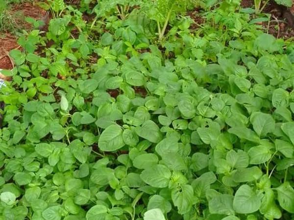 Moist bed garden: water conservation for vegetables and shrub fruits.