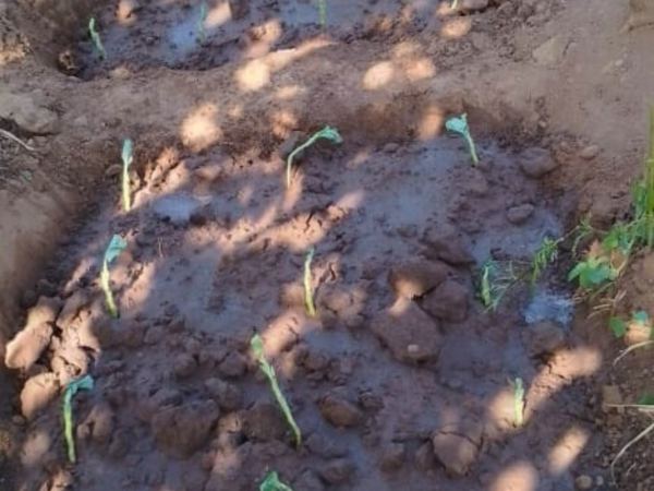 Kales planted in Zai pits on a larger field.